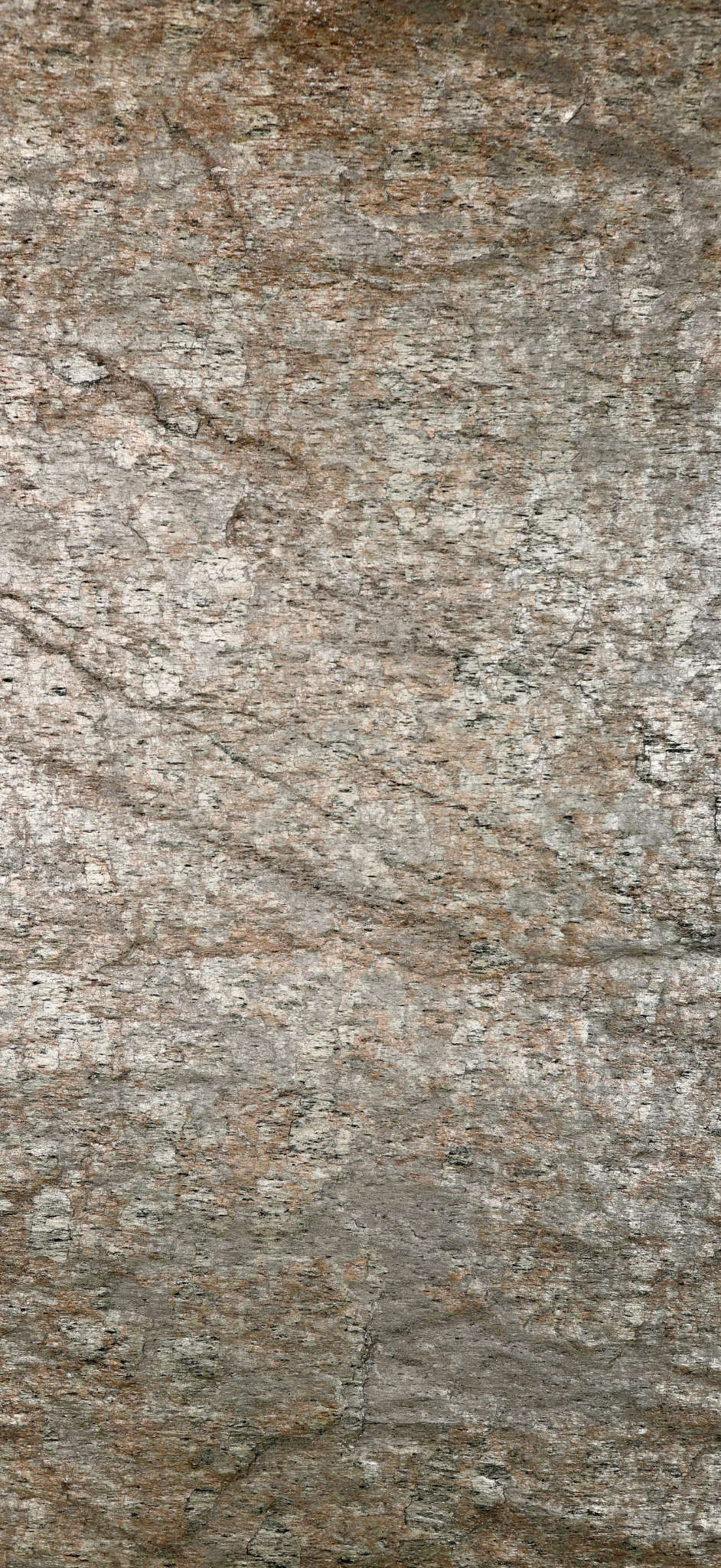 Stone Birch Panel